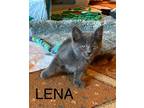 Adopt Lena a Domestic Shorthair (short coat) cat in Grand Rapids, MI (41568088)