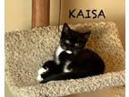 Adopt Kaisa a Domestic Shorthair (short coat) cat in Grand Rapids, MI (41568087)