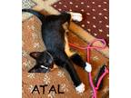 Adopt Atal a Domestic Shorthair (short coat) cat in Grand Rapids, MI (41568085)