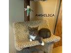 Adopt Angelica a Domestic Shorthair (short coat) cat in Grand Rapids