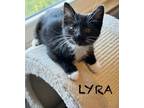 Adopt Lyra a Domestic Shorthair (short coat) cat in Grand Rapids, MI (41568082)