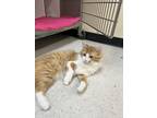 Adopt Lionel Jr. a Domestic Mediumhair (long coat) cat in Grand Rapids