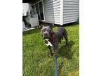 Adopt Pops a Mixed Breed (Medium) dog in Grand Rapids, MI (41568077)