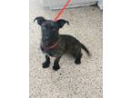 Adopt Cally a Brindle Scottie, Scottish Terrier dog in Halifax, NC (41568075)