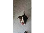 Adopt Ace a Black - with White Mixed Breed (Medium) / Mixed dog in Halifax