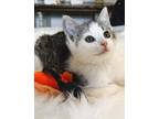 Adopt Demi Moore a Gray or Blue (Mostly) British Shorthair / Mixed (short coat)