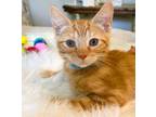 Adopt Tangier a Orange or Red Tabby Domestic Shorthair / Mixed (short coat) cat