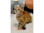 Adopt Mandy a Orange or Red Tabby Domestic Shorthair / Mixed (short coat) cat in
