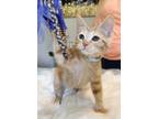 Adopt Clementine a Orange or Red Tabby Domestic Shorthair / Mixed (short coat)