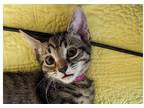 Adopt Capri a Gray, Blue or Silver Tabby Domestic Shorthair (long coat) cat in
