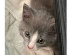 Adopt Poppy a Gray or Blue (Mostly) Domestic Mediumhair / Mixed (long coat) cat
