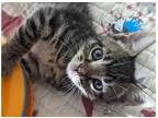 Adopt Mercedes a Gray, Blue or Silver Tabby Domestic Shorthair (short coat) cat