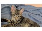 Adopt Bentley a Gray, Blue or Silver Tabby Domestic Shorthair (long coat) cat in