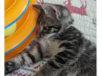 Adopt Forrest a Gray, Blue or Silver Tabby Domestic Shorthair (short coat) cat
