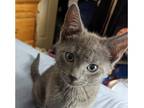 Adopt Sterling a Domestic Mediumhair (long coat) cat in Richmond, VA (41568019)