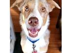 Adopt Scout (24-024 D) a Mixed Breed (Medium) / Mixed dog in Saint Johns