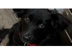 Adopt Sol a Black Dachshund dog in Valley Stream, NY (41568007)