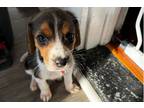 Adopt Jackson a Brown/Chocolate - with White Beagle dog in Valley Stream
