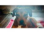 Adopt Stu a Brown/Chocolate - with Tan Black Mouth Cur dog in Valley Stream
