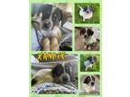 Adopt Xander a Mixed Breed (Medium) / Mixed dog in Amherst, NY (41567780)