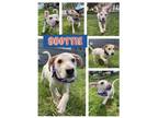 Adopt Scottie a Mixed Breed (Medium) / Mixed dog in Amherst, NY (41567779)