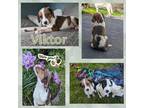 Adopt Victor a Mixed Breed (Medium) / Mixed dog in Amherst, NY (41567778)