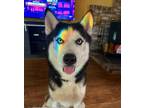 Adopt Bandit a White - with Black Siberian Husky / Mixed dog in Ocala
