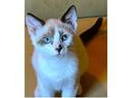 Adopt Juniper - male a Snowshoe (short coat) cat in Little Rock, AR (41567762)