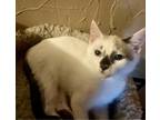 Adopt Aster - male a Snowshoe (short coat) cat in Little Rock, AR (41567761)