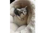Adopt Maserati a Gray or Blue (Mostly) Domestic Shorthair (short coat) cat in