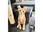 Adopt Pea a Orange or Red Tabby Domestic Shorthair / Mixed (short coat) cat in
