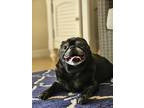 Adopt Gus a Black Pug / Mixed dog in Richmond Hill, GA (41567919)