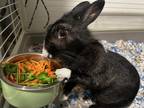 Adopt Miss Bunny a Black American / Mixed rabbit in Melbourne, FL (41567916)