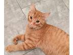 Adopt Rueban a Domestic Shorthair (short coat) cat in South Bend, IN (41567914)