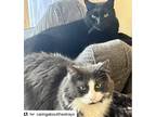 Adopt Fluffy and Midnight a Black & White or Tuxedo Domestic Mediumhair / Mixed