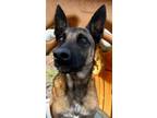 Adopt Titus a Brown/Chocolate - with Black Belgian Malinois / Mixed dog in