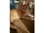 Adopt Carl’s Jr a Orange or Red Domestic Mediumhair / Mixed cat in San