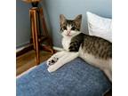 Adopt Solo a Domestic Mediumhair / Mixed cat in San Antonio, TX (41567759)