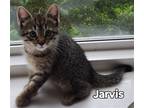 Adopt Jarvis a Domestic Mediumhair / Mixed cat in San Antonio, TX (41567757)