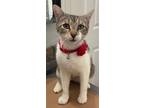 Adopt Ruby a Domestic Mediumhair / Mixed cat in San Antonio, TX (41567760)