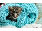 Adopt Beau a Brown Tabby Domestic Mediumhair / Mixed (long coat) cat in Moses