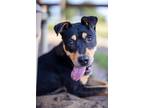 Adopt Agnes a Black - with Tan, Yellow or Fawn Manchester Terrier dog in Howey