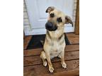 Adopt Pearl a German Shepherd Dog dog in Howey in the Hills, FL (41567979)