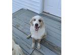 Adopt Dusty a Tan/Yellow/Fawn Australian Shepherd / Mixed dog in Hartsville