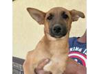 Adopt Forrest a Mixed Breed