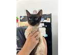 Adopt Cappuccino a Siamese / Mixed cat in Salt Lake City, UT (41567739)
