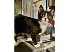 Adopt Spring a Black & White or Tuxedo Domestic Shorthair / Mixed cat in Salt