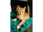 Adopt Winter a Domestic Shorthair / Mixed cat in Salt Lake City, UT (41567737)