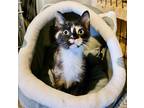Adopt Summer a Domestic Shorthair / Mixed cat in Salt Lake City, UT (41567736)