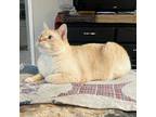 Adopt Ember a Cream or Ivory (Mostly) Domestic Shorthair / Mixed (short coat)